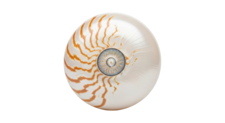 Isolated chambered nautilus shell with orange stripes, a distinctive spiral shape texture