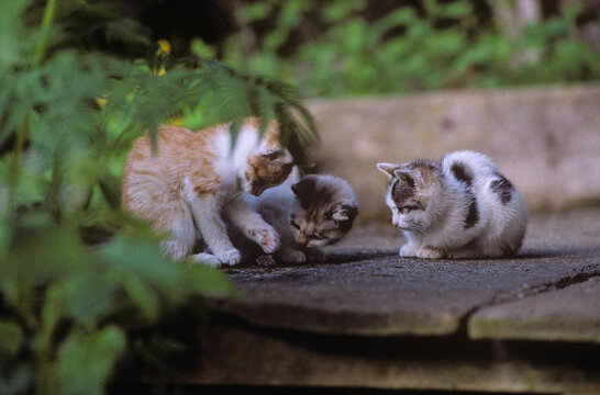 Trois chatons qui jouent
