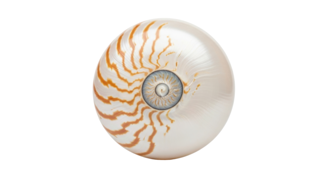 Isolated chambered nautilus shell with orange stripes, a distinctive spiral shape texture