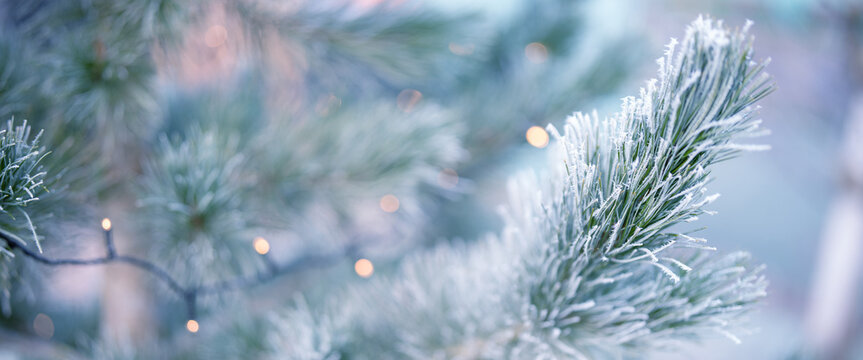 Pine branches in winter with frozen hoarfrost. Horizontal close-up of a natural christmas tree outdoors. - Powered by Adobe