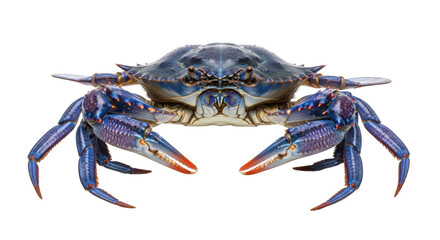 Isolated blue crab on a clean backdrop, vibrant colors and detailed claw texture, seafood cuisine