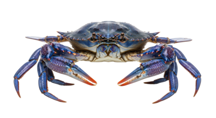 Isolated blue crab on a clean backdrop, vibrant colors and detailed claw texture, seafood cuisine