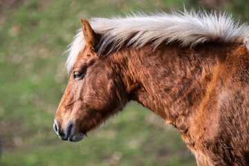 A brown horse with a flowing light mane stands in profile against a softly blurred natural backdrop.
