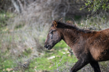 A brown horse with a dark mane walks through a grassy area