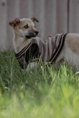 Small tan dog wearing a striped sweater stands in green grass. The background features a wooden fence, creating a cozy outdoor scene.
