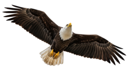 Isolated bird of prey, American bald eagle gliding through the air, wildlife photography