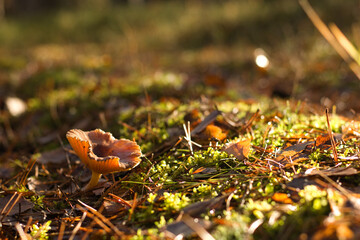 mushroom in the grass in forest