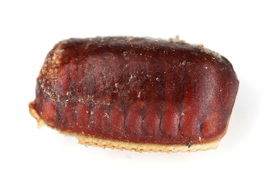Ootheca, egg case of American Cockroach, Periplaneta americana on a white background.