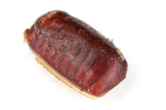 Ootheca, egg case of American Cockroach, Periplaneta americana on a white background.