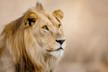 Obraz premium Majestic male lion s intense gaze in the african savannah under soft light