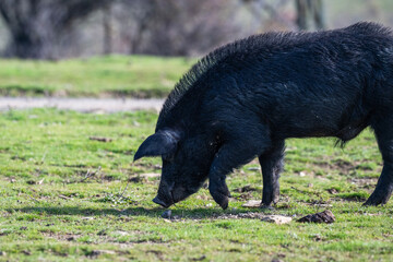 A black pig with coarse hair grazes peacefully in a grassy outdoor setting