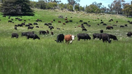 sustainable holistic livestock farm with cattle grass fed. cows in a field grazing on pasture