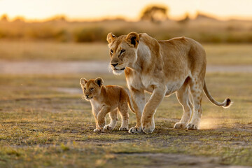 Majestic lioness and cub walking together in the golden light of african savanna sunset