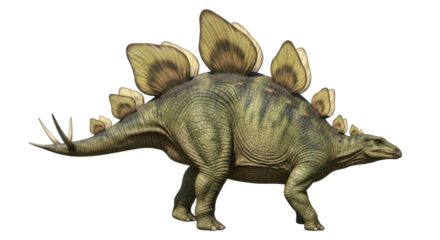 Isolated Stegosaurus, a herbivorous dinosaur with plates and spikes walking on all fours
