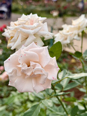 白い薔薇