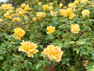 Fototapeta premium 黄色い薔薇の園