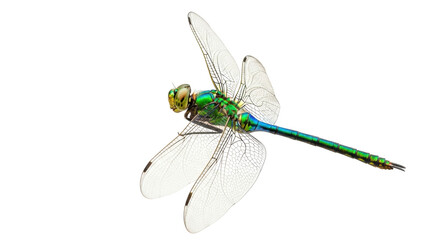 Isolated dragonfly in flight with spread wings beautiful colors and light detail on white