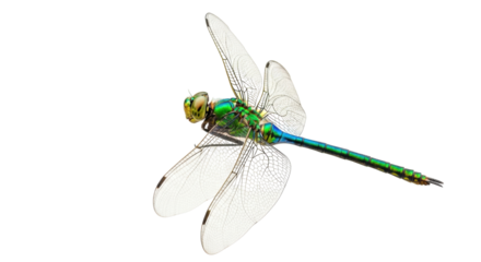 Isolated dragonfly in flight with spread wings beautiful colors and light detail on white
