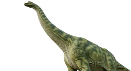 Isolated Brachiosaurus dinosaur, a massive herbivore from the Jurassic period on display