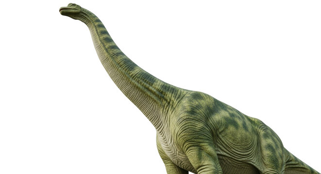 Isolated Brachiosaurus dinosaur, a massive herbivore from the Jurassic period on display