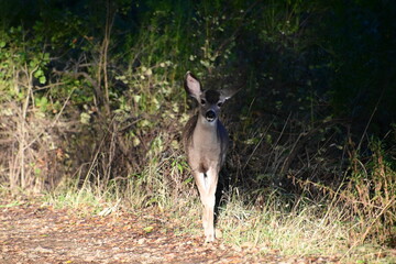 Gorgeous deer roaming the forest in fall