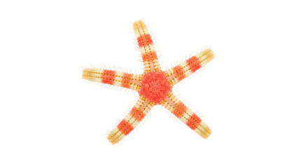 Isolated Orange Starfish with Stripes, Marine Invertebrate, Sea Life, Colorful Summer Animal
