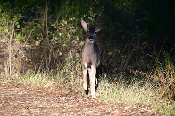 Gorgeous deer roaming the forest in fall