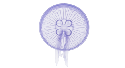 Isolated Aurelia Aurita Jellyfish Marine Animal, Sea Creature, Cnidarian, Transparent Underwater