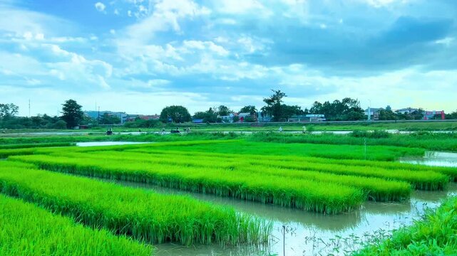 Farmers transplanting rice seedlings in vibrant green paddy field under a sunny blue sky moving in a rural agricultural scene