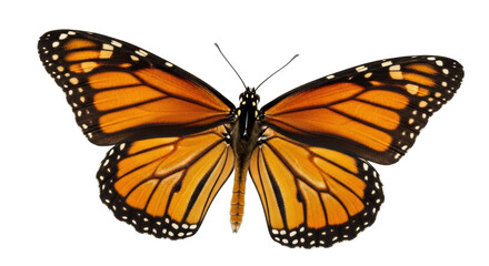 Isolated monarch butterfly with open wings in high angle studio shot showing wing details