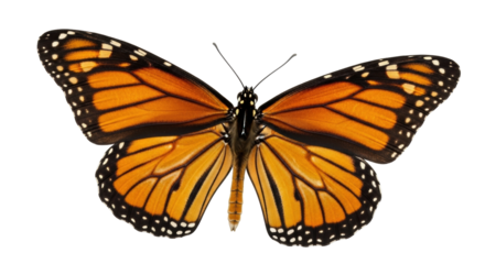 Isolated monarch butterfly with open wings in high angle studio shot showing wing details