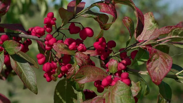 The European spindle (Euonymus europaeus) of pink colour is swaying in the wind among green and reddish-burgundy leaves. Medium shot.