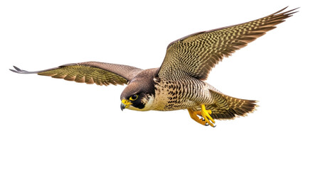 Isolated Peregrine Falcon Flying Overhead with Wings Spread in Flight, Hunting for Prey