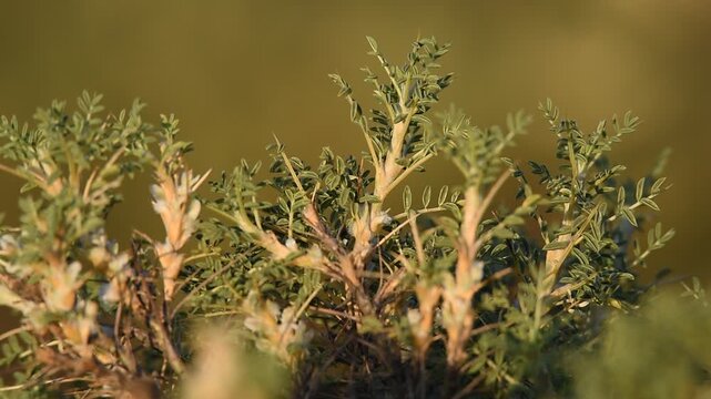 Almost all of the vegetation on the summit of Karacadağ, at an altitude of 1957, consists of astragalus plants.