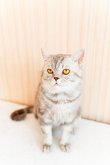 a British tabby cat with bright yellow eyes