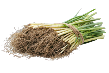Bundled fresh scallions with roots, tied together. Isolated on dark ground