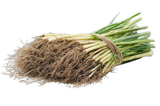 Bundled fresh scallions with roots, tied together. Isolated on dark ground