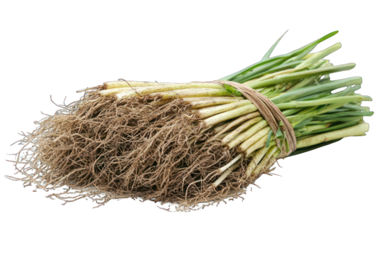 Bundled fresh scallions with roots, tied together. Isolated on dark ground