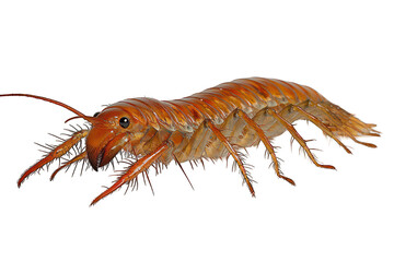Close-up of an orange millipede with many legs against a dark background