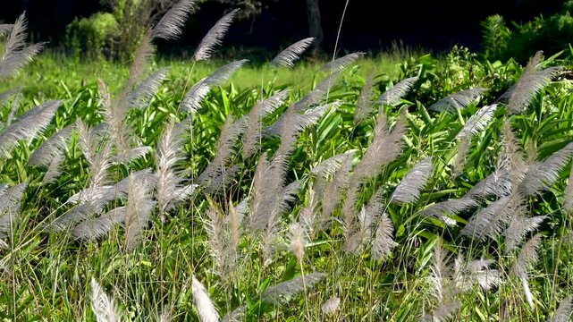 Shot of Wild Sugarcane or Kans Grass or Kohuwa grass 5
