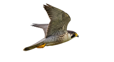 Isolated peregrine falcon in flight over land, a raptor with pointed wings and long tail soaring high