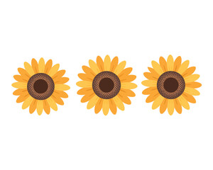Three bright yellow sunflowers isolated on a white background