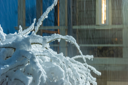 snow covered branches - Powered by Adobe