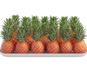 Multiple ripe pineapples arranged closely together on a white rectangular tray