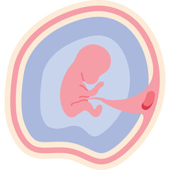 Illustration of a pink human fetus developing inside a translucent womb with blue and cream layers representing amniotic fluid and membranes against a transparent background
