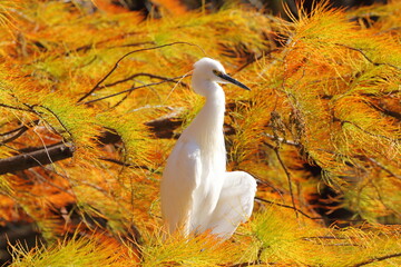 ラクウショウの紅葉とコサギ