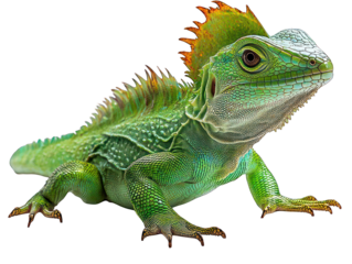 Vibrant green lizard with textured skin and a crested head on a dark background