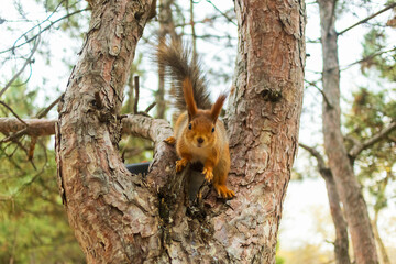 A squirrel runs through the pine trees