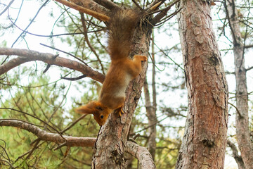 A squirrel runs through the pine trees