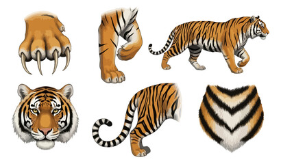 Obraz premium Tiger parts collection vector illustration